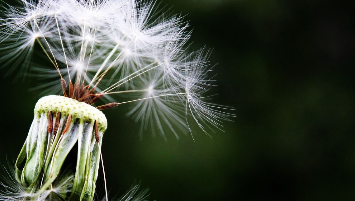 Sconfiggere le fastidiose allergie primaverili, come fare? Sconfiggere le fastidiose allergie primaverili, come fare?