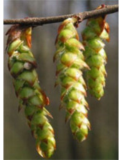 MSA CARPINUS BETULUS 50ML