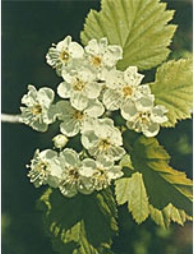MSA CRATAEGUS OXYACA 50ML