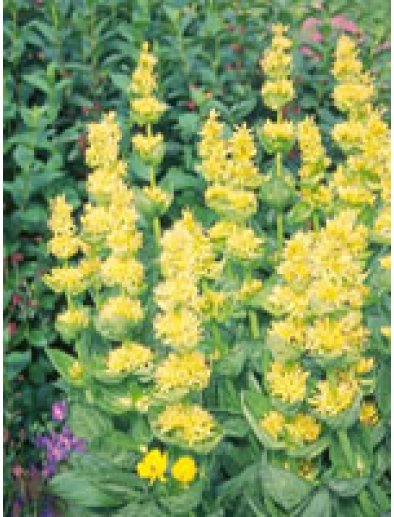 TSA GENTIANA LUTEA 50 ML